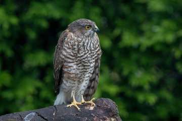 Sparrowhawk Perched