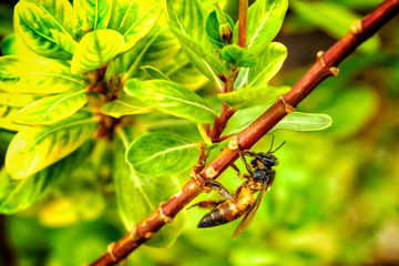 Indian wasp on a Hiptage benghalensis branch