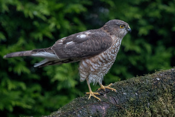 Sparrowhawk Perched