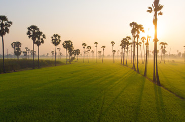 Fototapeta na wymiar Green paddy rice field sunrise morning light aerial view