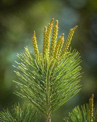 conifer tree branch detail