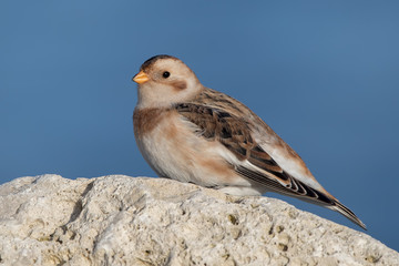 Snow Bunting Perched on Rocks