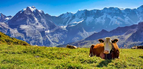 Fotobehang koeien in alpen © Laura Andersen