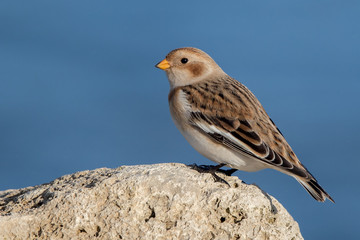 Snow Bunting Perched on Rocks