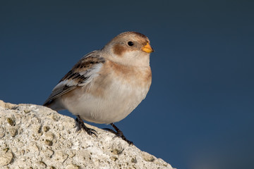 Snow Bunting Perched on Rocks