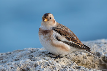 Snow Bunting Perched on Rocks