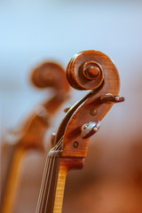 Close-up of the head of a violins are presented by softening the background of the lens.
