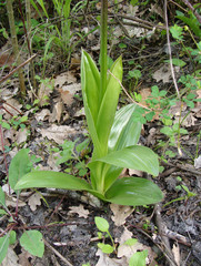 Orchis purpurea