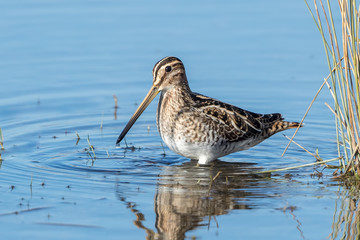 Snipe Wading in Water