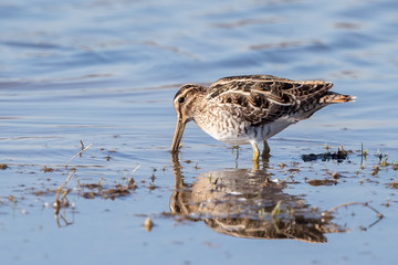 Snipe Wading in Water