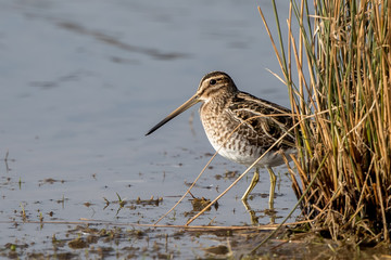 Snipe Wading in Water