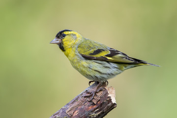 Fototapeta premium Siskin Perched