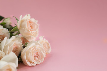 delicate white roses on pink background. postcard