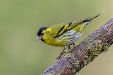 Siskin Perched