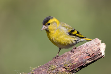 Obraz premium Siskin Perched