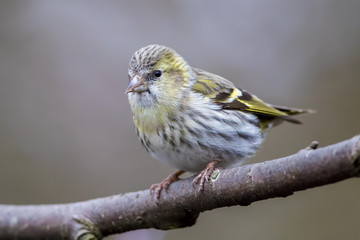 Siskin Perched