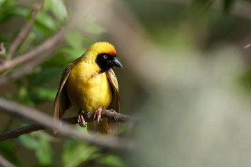 Lesser Masked Weaver (Geel Vink) sitting on a branch.