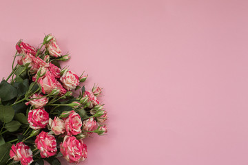 delicate pink roses on pink background. postcard