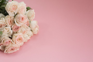 Obraz na płótnie Canvas delicate white roses on pink background. postcard