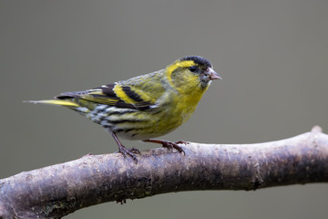 Siskin Perched