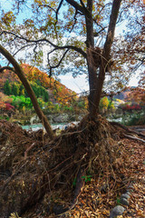 温暖化による異常気象、荒れた川岸