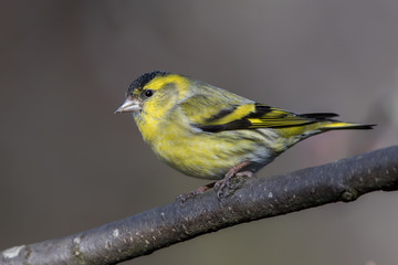 Obraz premium Siskin Perched