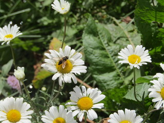 daisies in the garden