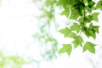 Obraz premium In spring, the green maple leaves background.Can be used as a border, a frame, and a wallpaper.