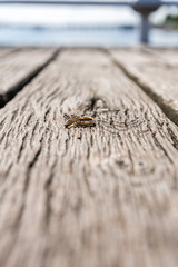 Ringe liegen drapiert auf altem Holz