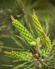 conifer tree seeds closeup