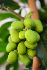 A close up shot of a bunch of mango that still has green skin which is very sour, suitable for eating as a snack with Thai dipping sauce.