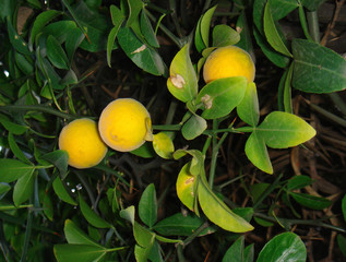 Poncirus trifoliata