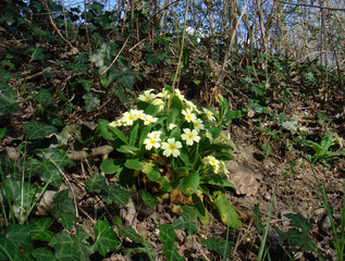 Primula vulgaris