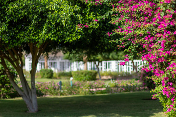 Recreation area at the resort with flowering trees and shrubs during the summer.
