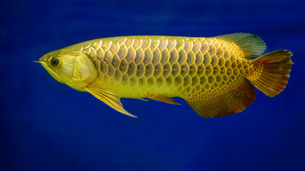 Golden Dragon Fish swimming in fishbowl,isolated in blue background.