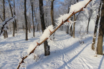 winter in the forest