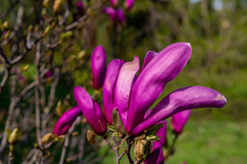 Pink magnolia in the garden