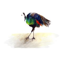 Peacock Watercolor drawing on white background.Watercolor illustration isolated on white background.