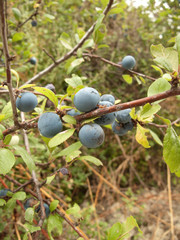 Prunus spinosa