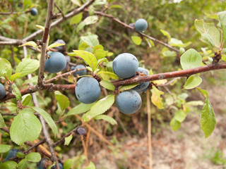 Prunus spinosa
