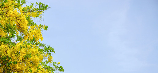 Crop view of yellow flowers on light blue sky background.