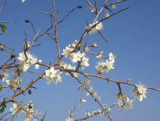 Prunus spinosa