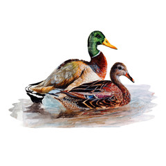 Duck.Watercolor single duck animal isolated on a white background illustration.