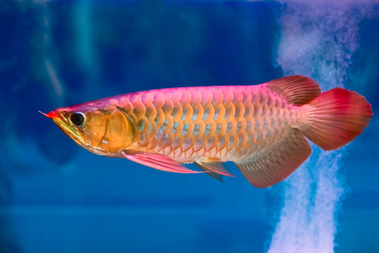 Red-Golden Dragon Fish swimming in fishbowl,isolated in blue background.