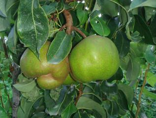Pyrus communis