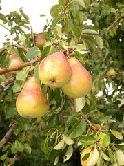 Pyrus communis