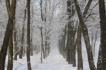 forest in winter