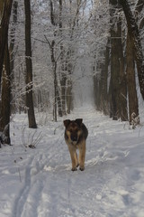 dog in the snow