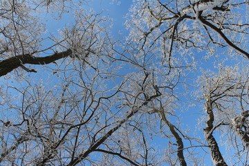 tree in the sky