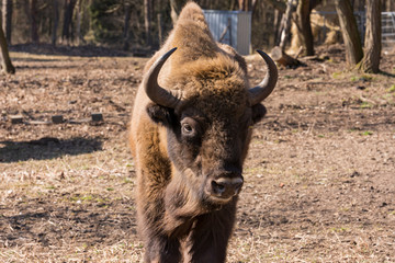 Portrait eines Bisons